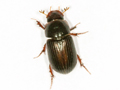 Bodilopsis rufa